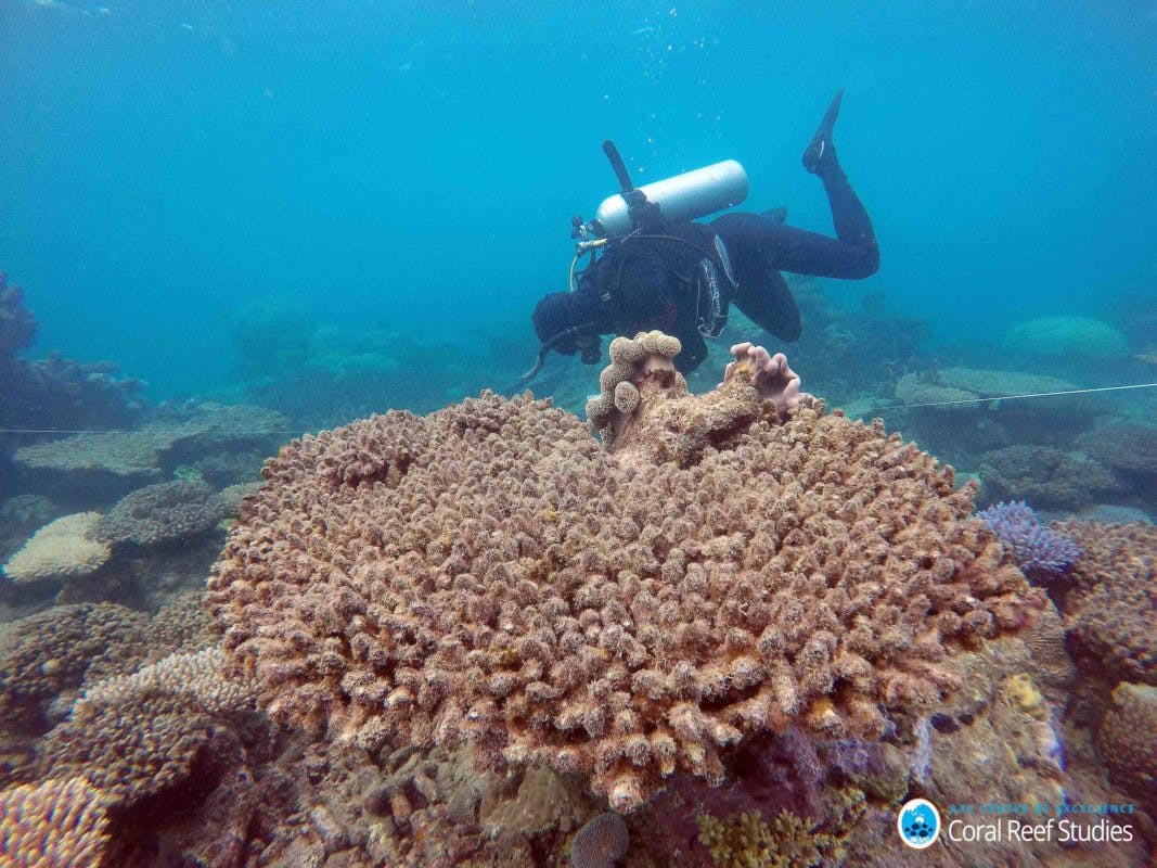 Great Barrier Reef Suffered Worst Coral Die-off On Record In 2016: New ...