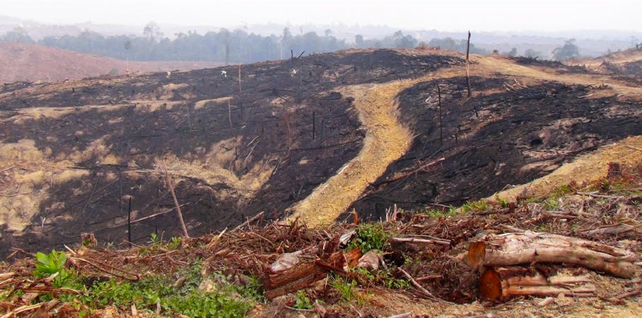 APRIL supplier acacia plantation