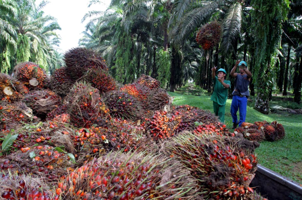 Getting Our Act Together Sustainability In The Malaysian Palm Oil