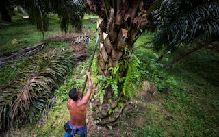 palm oil harvesting in Malaysia