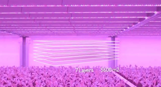 Philips LED grow lights