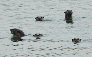 otters singapore