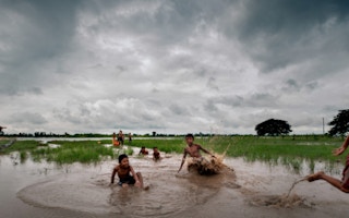 cambodia rice fields