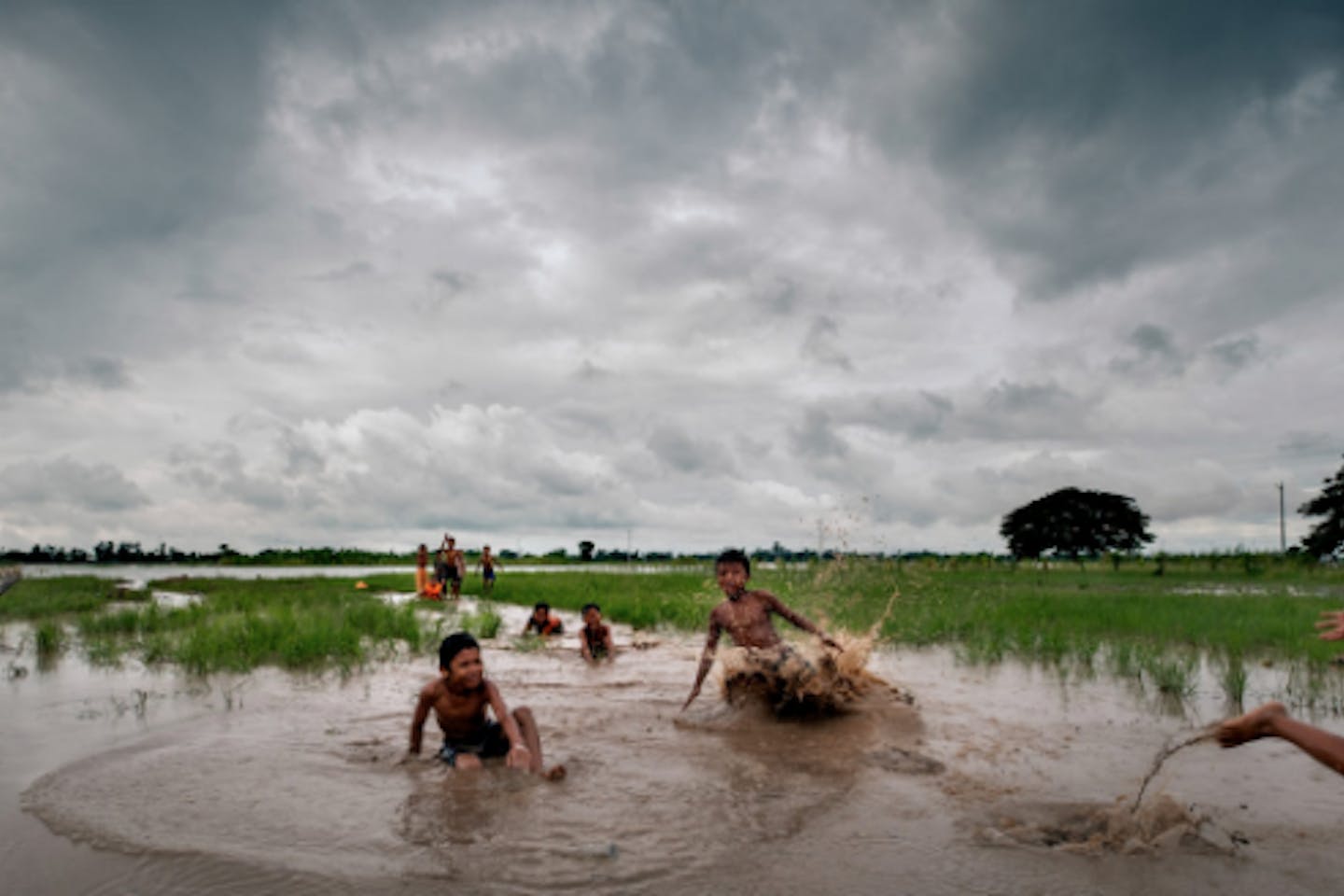 cambodia rice fields