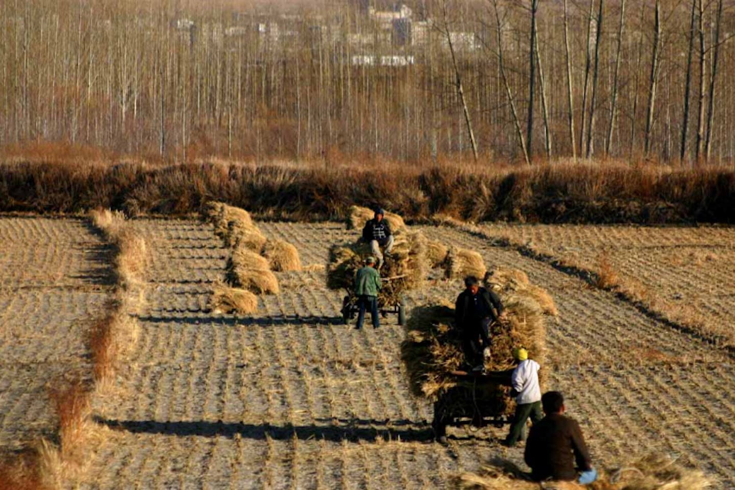 china farmers