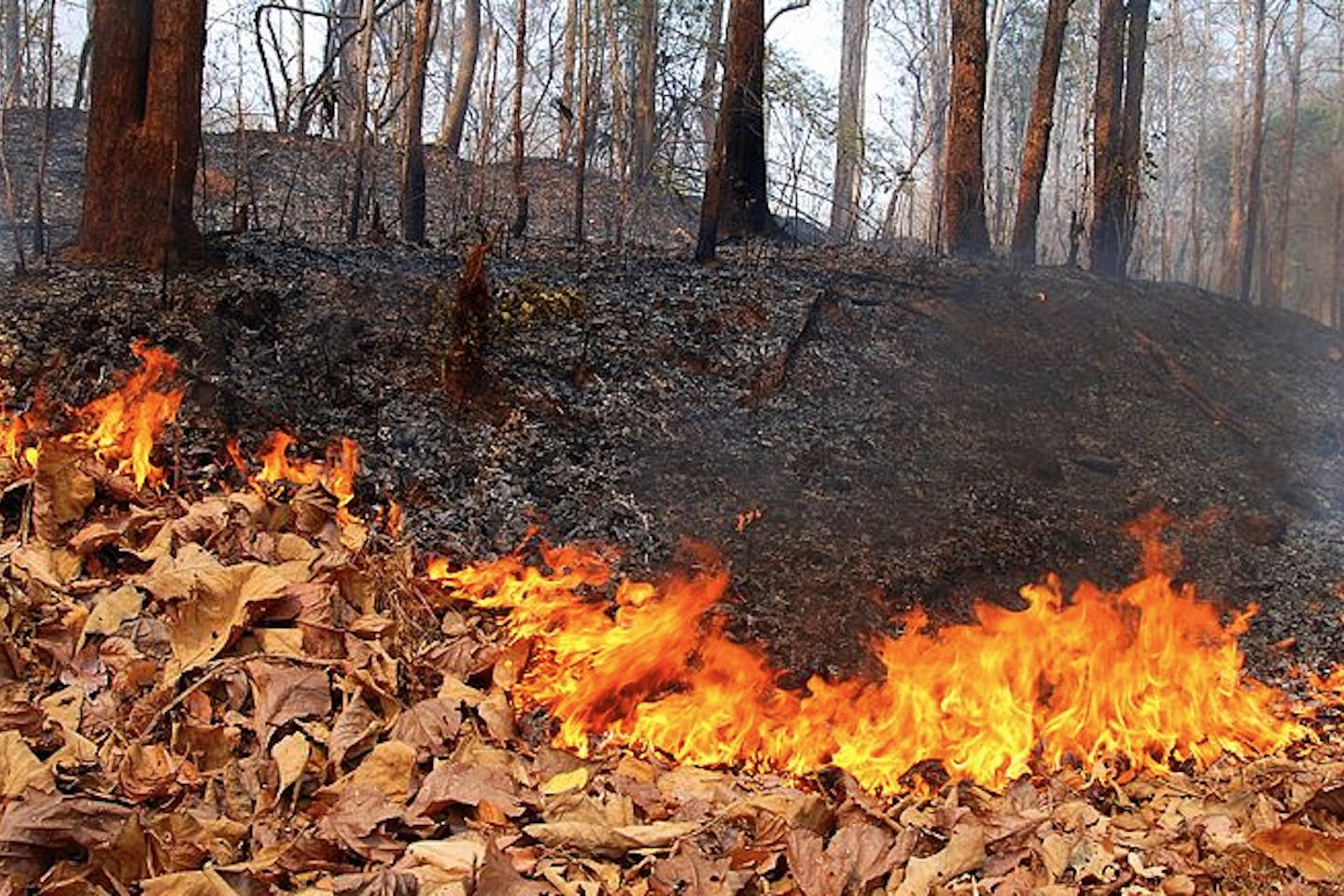 forest fire thailand