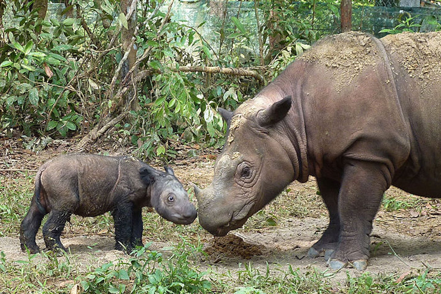 sumatran rhinoceros