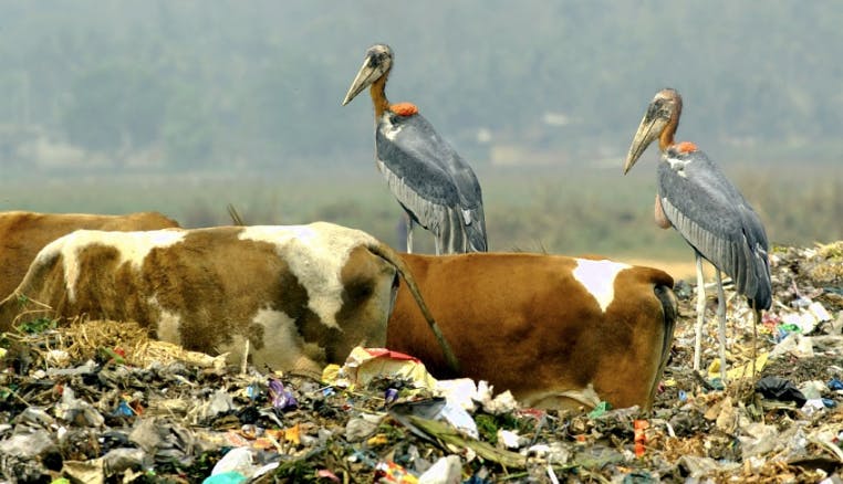 World Waste Could Grow 70 Per Cent As Cities Boom, Warns World Bank ...