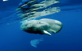 Sperm Whale(Physeter macrocephalus) playing with plastic bag, Vulnerable (IUCN), Pico Island, Azores, Portugal, Atlantic Ocean.
