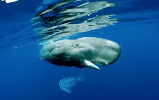 Sperm Whale(Physeter macrocephalus) playing with plastic bag, Vulnerable (IUCN), Pico Island, Azores, Portugal, Atlantic Ocean.