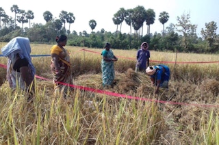 A crop cutting experiment conducted on a sample zero budget natural farming field in Andra Pradesh, India. Image: Sustainable India Finance Facility