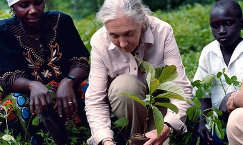 Jane Goodall returns to Tanzania for tree-planting mission