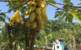 papaya plant singapore urban farming