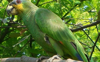 Hispaniolan amazon parrot