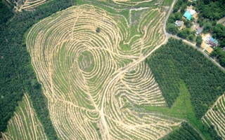 A palm oil plantation from above in Malaysia