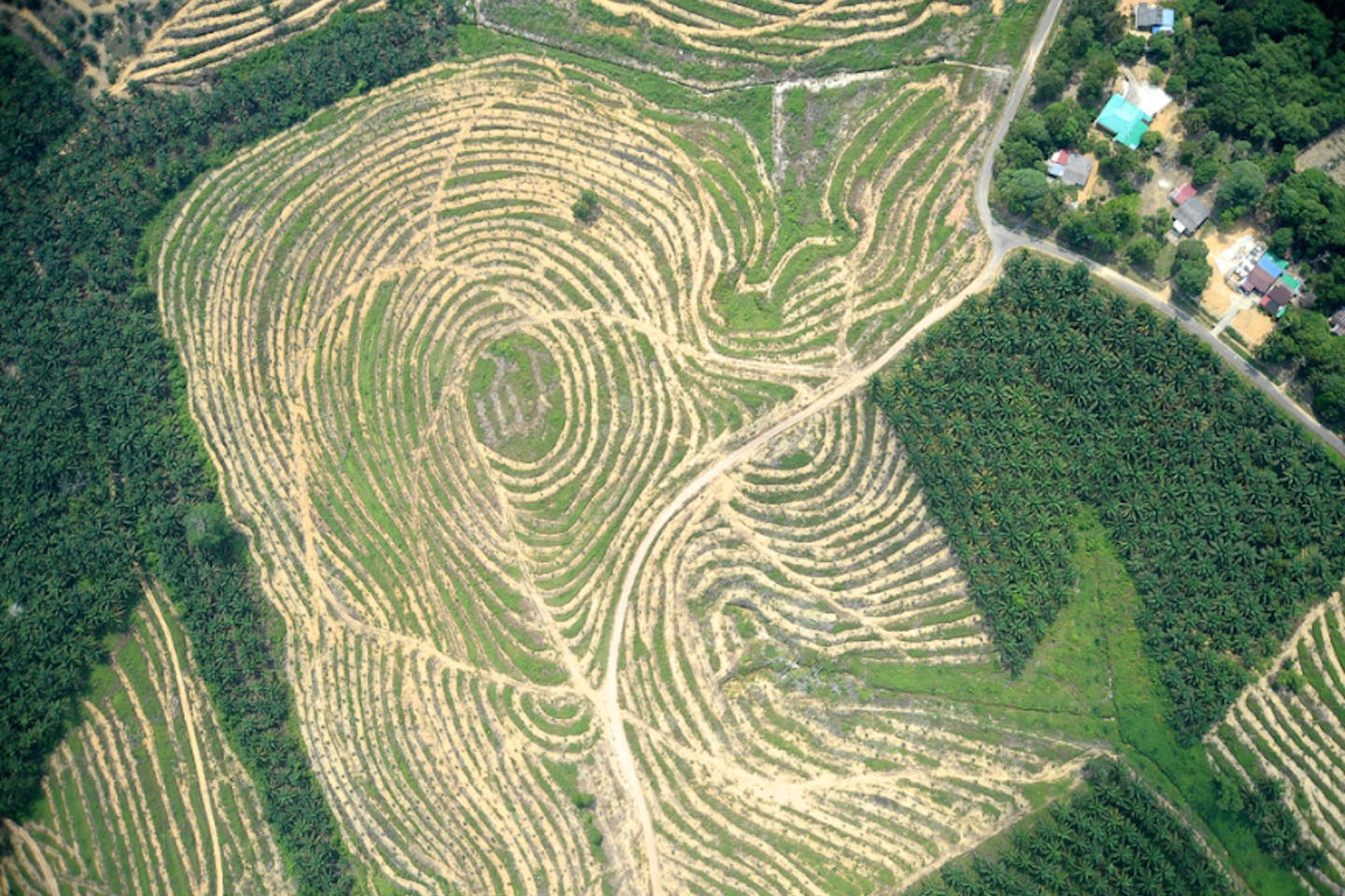 A palm oil plantation from above in Malaysia