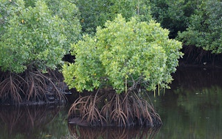 mangroves in sabah