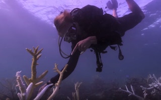 A scene from Chasing Coral, one of the films to feature at the Singapore Eco Film Festival this year. Image: Netflix