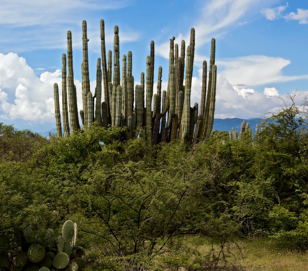 Mesoamerica vegetation