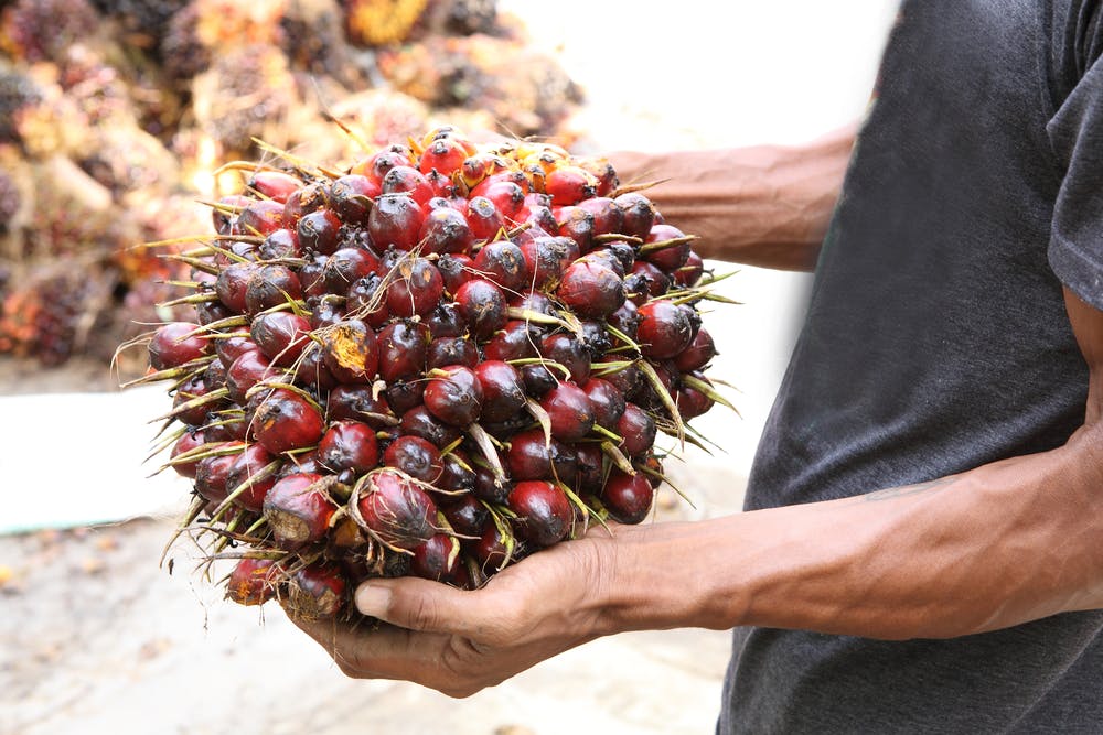 farmer harvests bunch of palm fruit