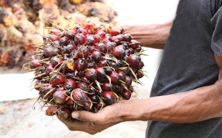 farmer harvests bunch of palm fruit