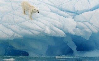 arctic oso