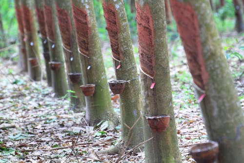 rubber plantation