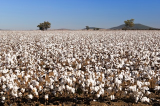 cotton fields prod