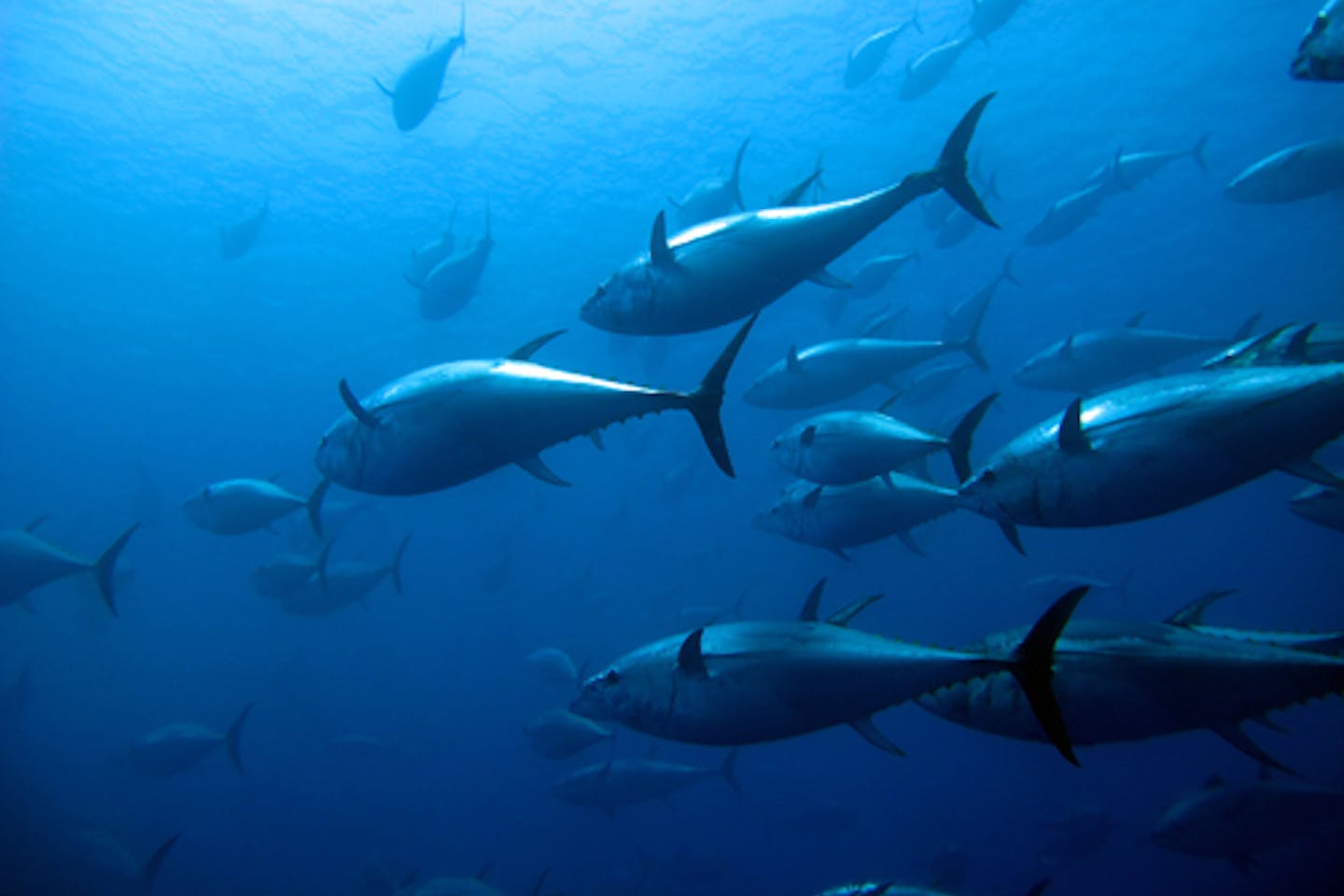 bluefin tuna