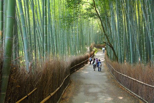 bamboo forest 