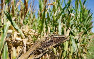 damaged cornfield midwest