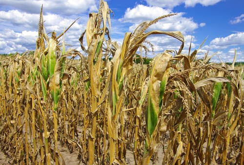 corn drought commodities climate