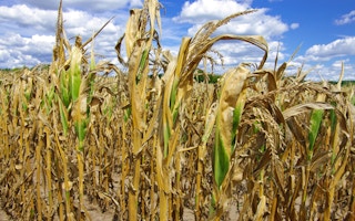 corn drought commodities climate