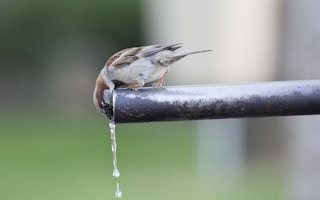 sparrow drinking