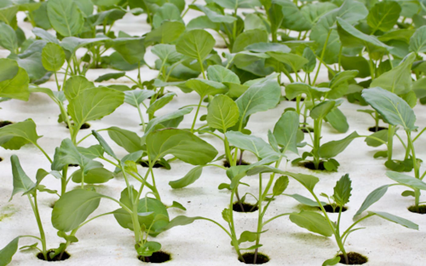 Aquaponics allows for emission-free sustainable food production Biology Diagrams