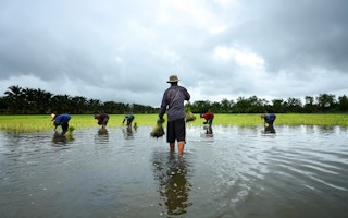 rice padi thailand farmer