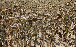 sunflower fields drought
