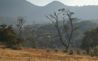 cameroon forest