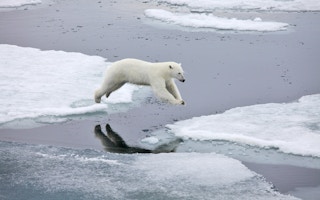 polar bear jumping