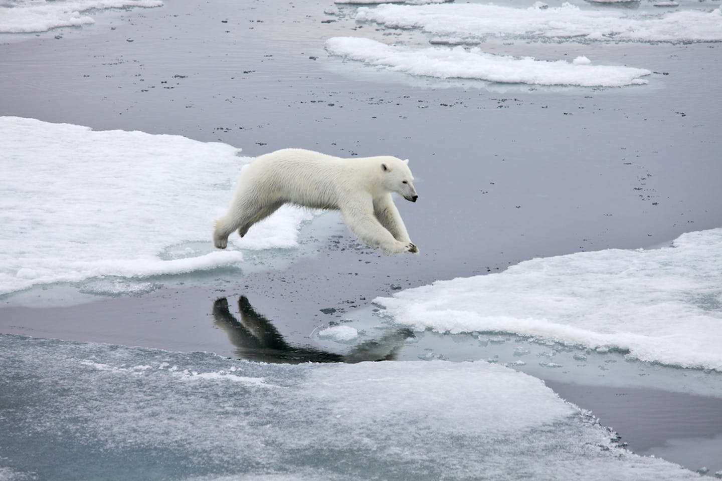 polar bear jumping