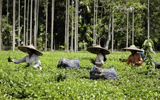 assam tea workers