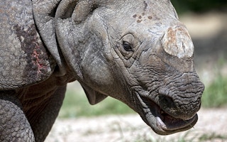 Rhinoceros without a horn