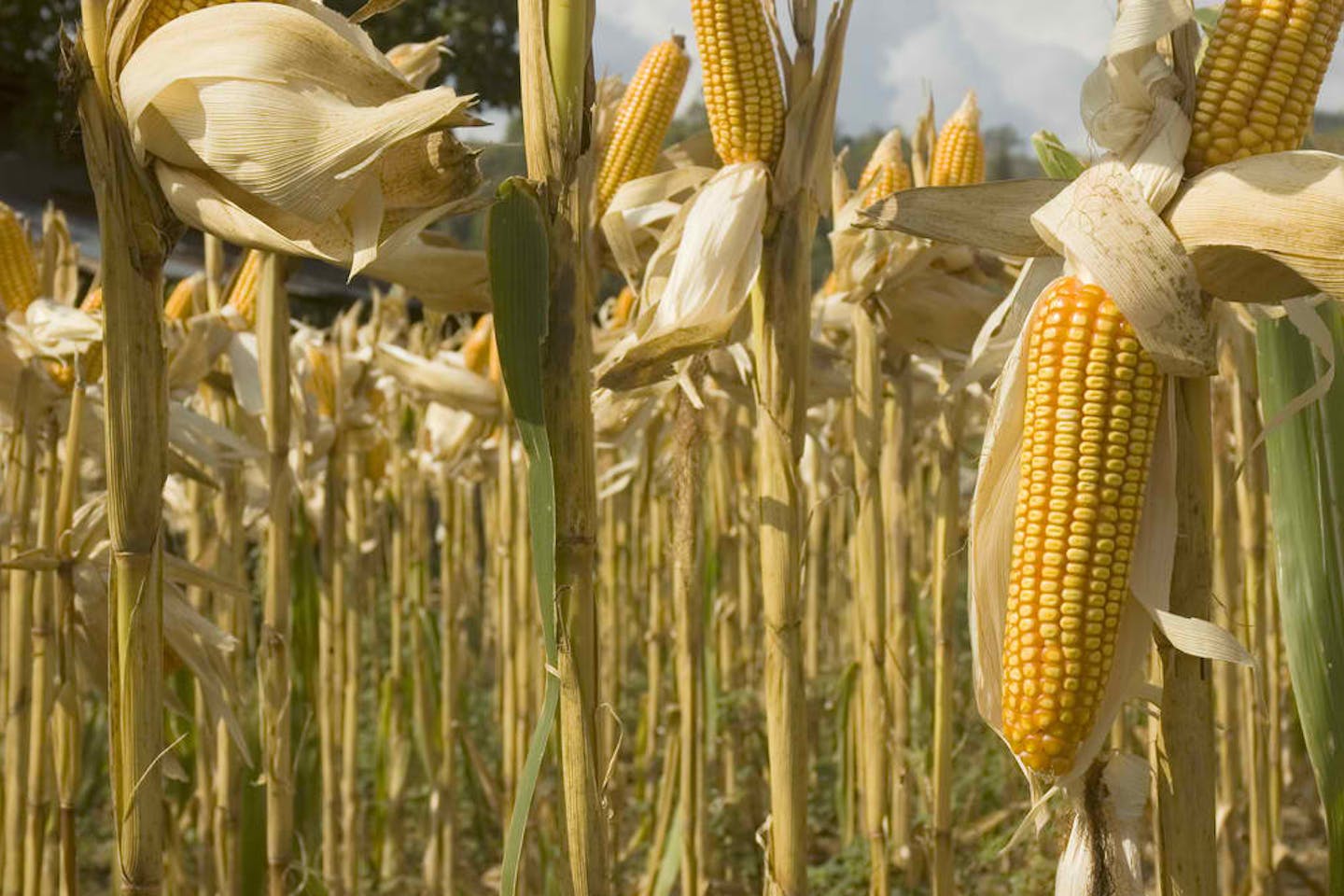 yellow corn ilocos
