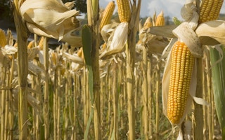 corn crops GMOs