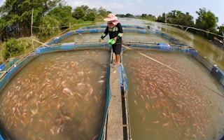 FAO aquaculture