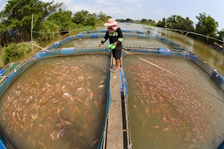 FAO aquaculture