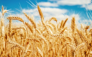 wheat study
