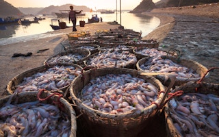 Sustainability of seafood industry