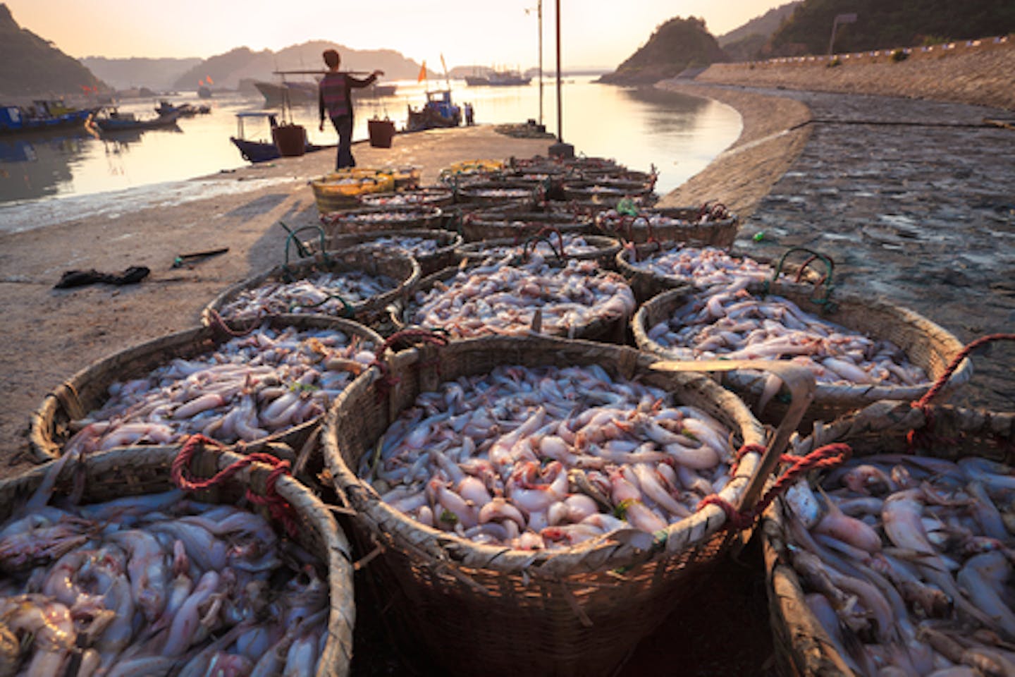 Sustainability of seafood industry