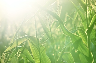 corn field close up